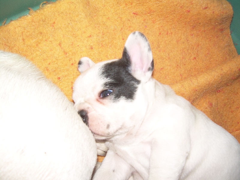 Cuddly intelligent amazing dite c.i.a. Bcbg Belle Carrure Belle Gueule