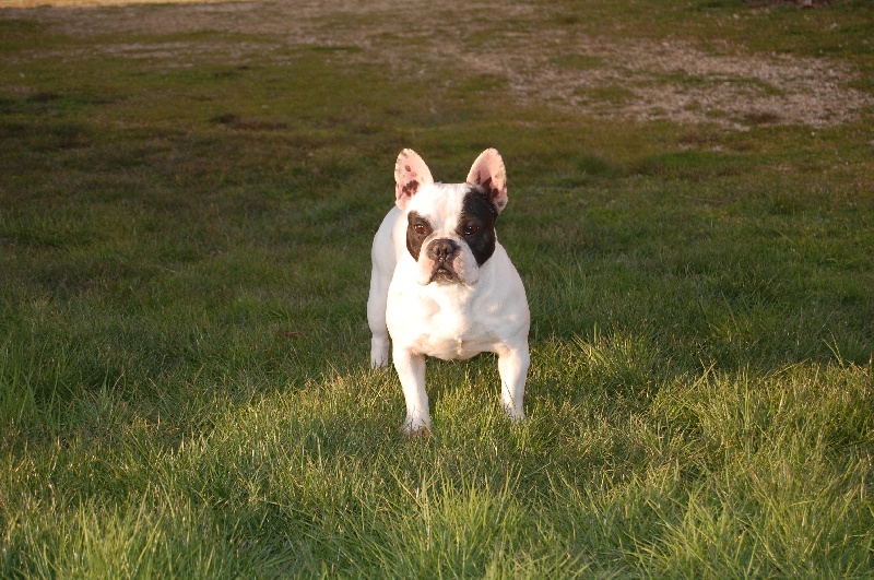 Publication : Bcbg Belle Carrure Belle Gueule Auteur : E. Allemand