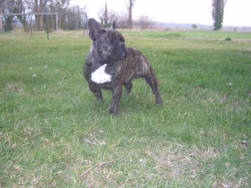 Chromozome d'upercut Bcbg Belle Carrure Belle Gueule