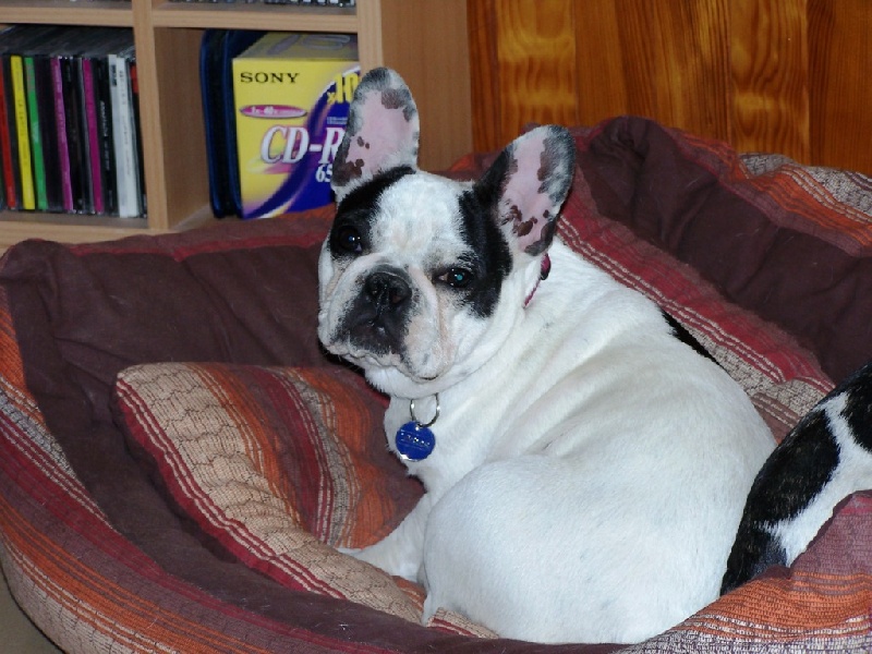 Cuddly intelligent amazing dite c.i.a. Bcbg Belle Carrure Belle Gueule