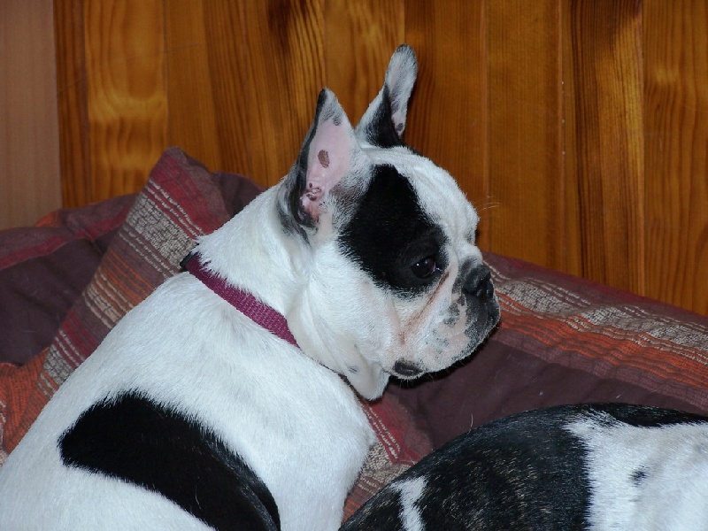 Cuddly intelligent amazing dite c.i.a. Bcbg Belle Carrure Belle Gueule