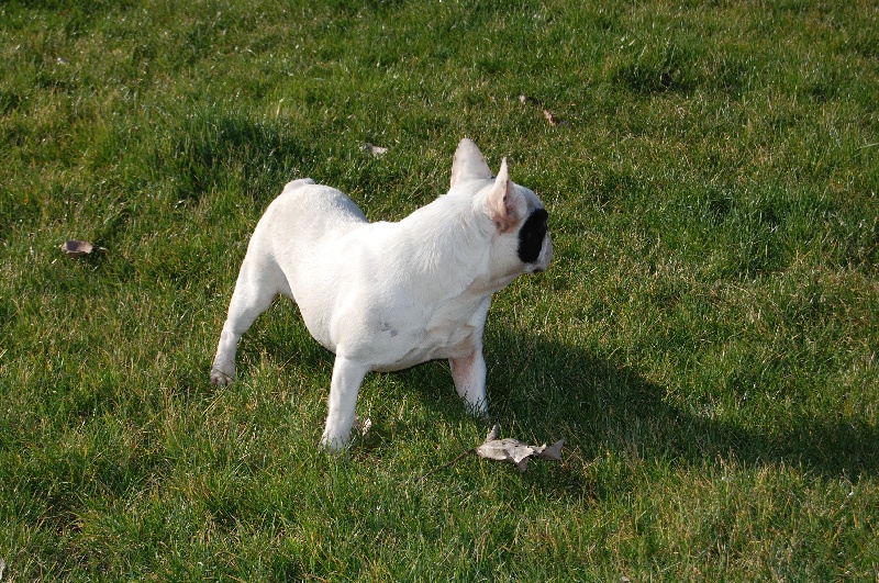 Publication : Bcbg Belle Carrure Belle Gueule Auteur : E. Allemand