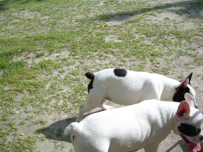 Publication : Bcbg Belle Carrure Belle Gueule Auteur : E. Allemand