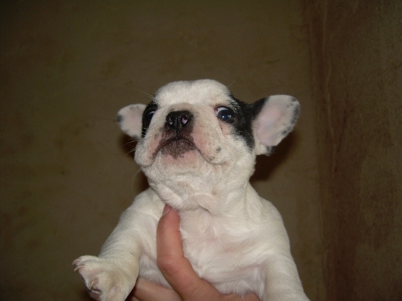 Cuddly intelligent amazing dite c.i.a. Bcbg Belle Carrure Belle Gueule