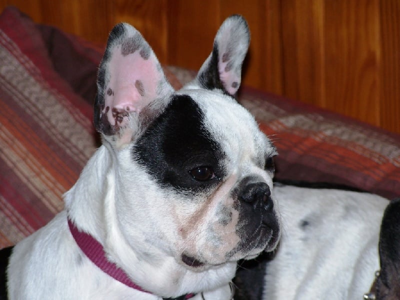 Cuddly intelligent amazing dite c.i.a. Bcbg Belle Carrure Belle Gueule