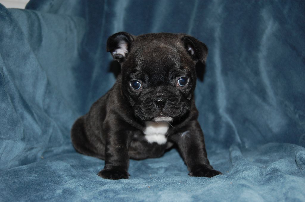 Nardéchoix premier Bcbg Belle Carrure Belle Gueule