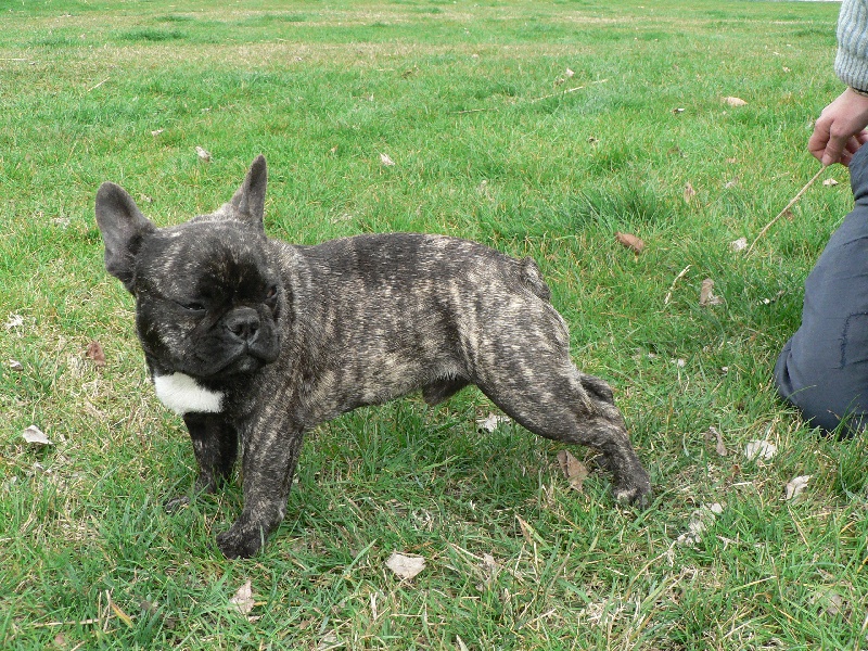 Chromozome d'upercut Bcbg Belle Carrure Belle Gueule