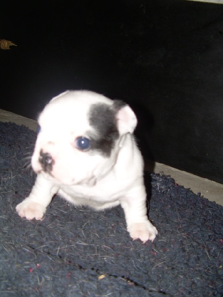 Cuddly intelligent amazing dite c.i.a. Bcbg Belle Carrure Belle Gueule