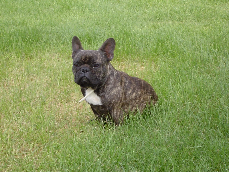 Chromozome d'upercut Bcbg Belle Carrure Belle Gueule