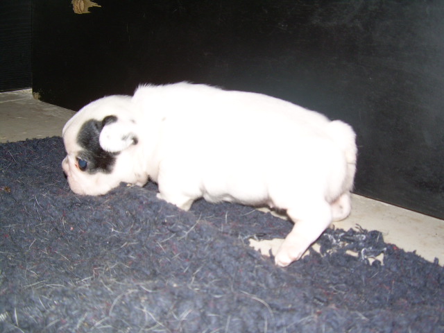 Cuddly intelligent amazing dite c.i.a. Bcbg Belle Carrure Belle Gueule