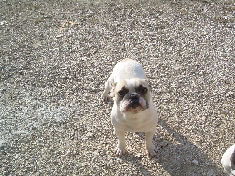 A light liche Bcbg Belle Carrure Belle Gueule