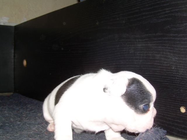 Cuddly intelligent amazing dite c.i.a. Bcbg Belle Carrure Belle Gueule