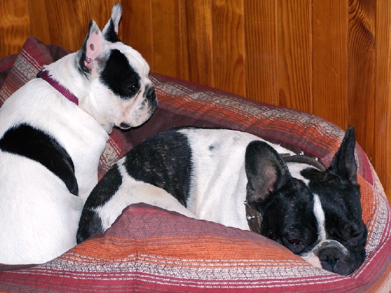 Cuddly intelligent amazing dite c.i.a. Bcbg Belle Carrure Belle Gueule