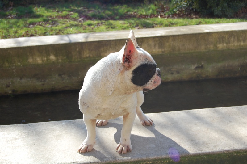 Publication : Bcbg Belle Carrure Belle Gueule Auteur : E. Allemand