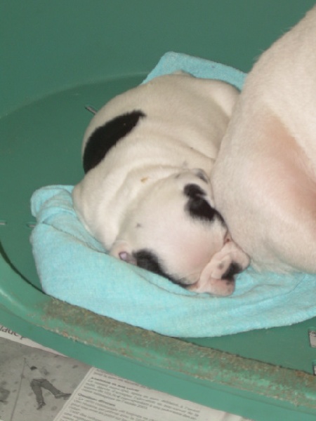 Cuddly intelligent amazing dite c.i.a. Bcbg Belle Carrure Belle Gueule