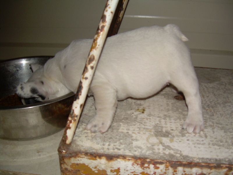 Cuddly intelligent amazing dite c.i.a. Bcbg Belle Carrure Belle Gueule