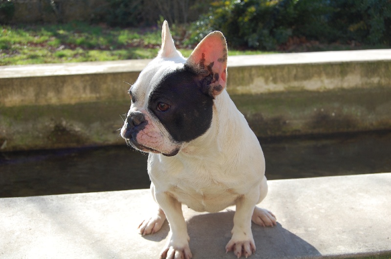 Publication : Bcbg Belle Carrure Belle Gueule Auteur : E. Allemand