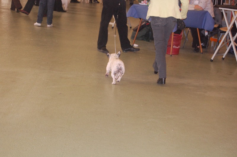 Cuddly intelligent amazing dite c.i.a. Bcbg Belle Carrure Belle Gueule