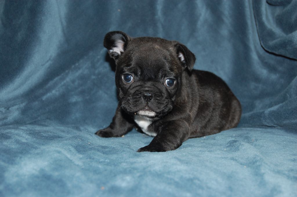 Nardéchoix premier Bcbg Belle Carrure Belle Gueule