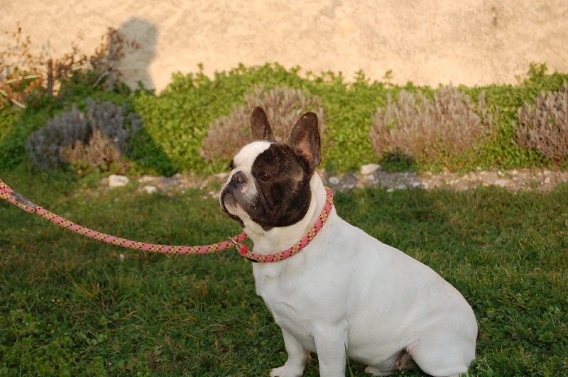 Ckiproko Bcbg Belle Carrure Belle Gueule