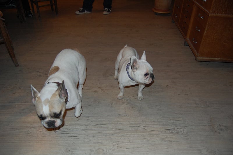 A light liche Bcbg Belle Carrure Belle Gueule