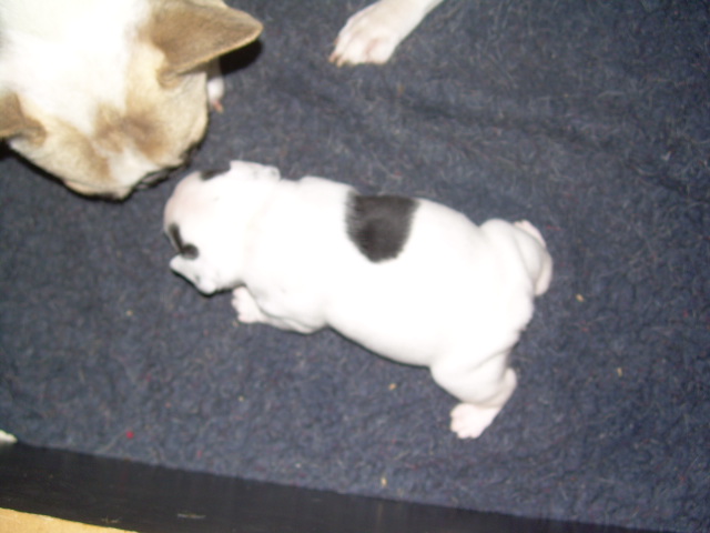 Cuddly intelligent amazing dite c.i.a. Bcbg Belle Carrure Belle Gueule