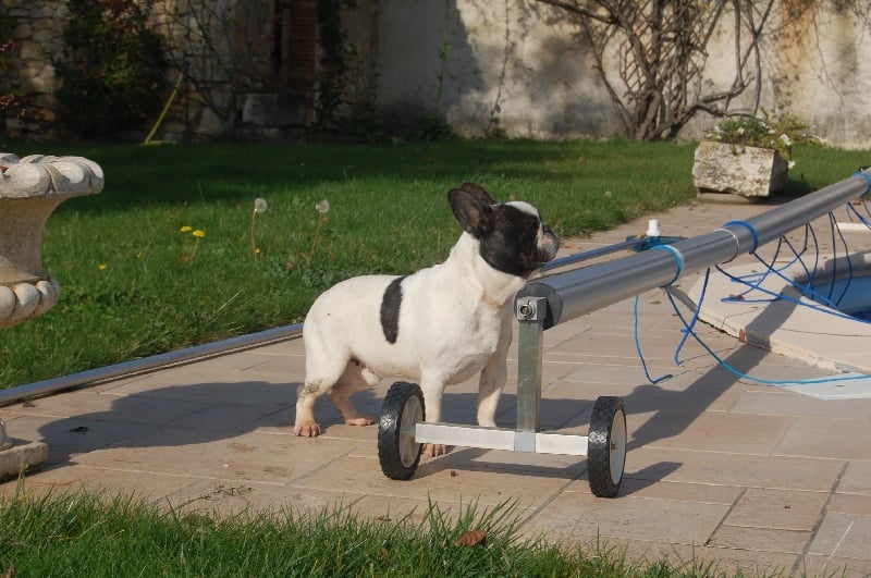 Ckiproko Bcbg Belle Carrure Belle Gueule