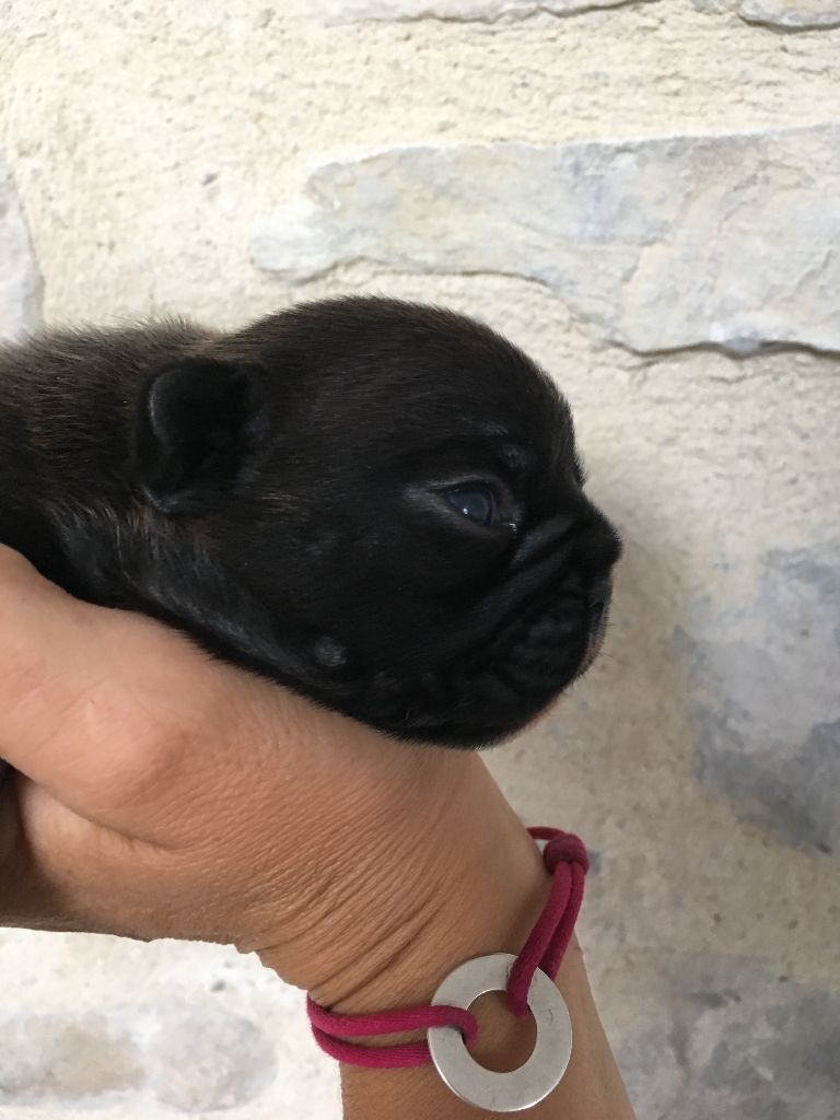 Nardéchoix premier Bcbg Belle Carrure Belle Gueule