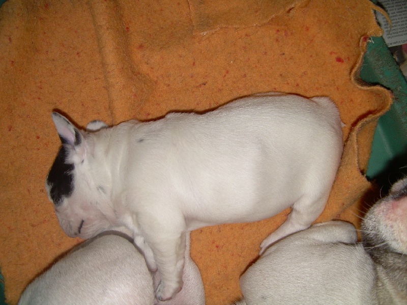 Cuddly intelligent amazing dite c.i.a. Bcbg Belle Carrure Belle Gueule