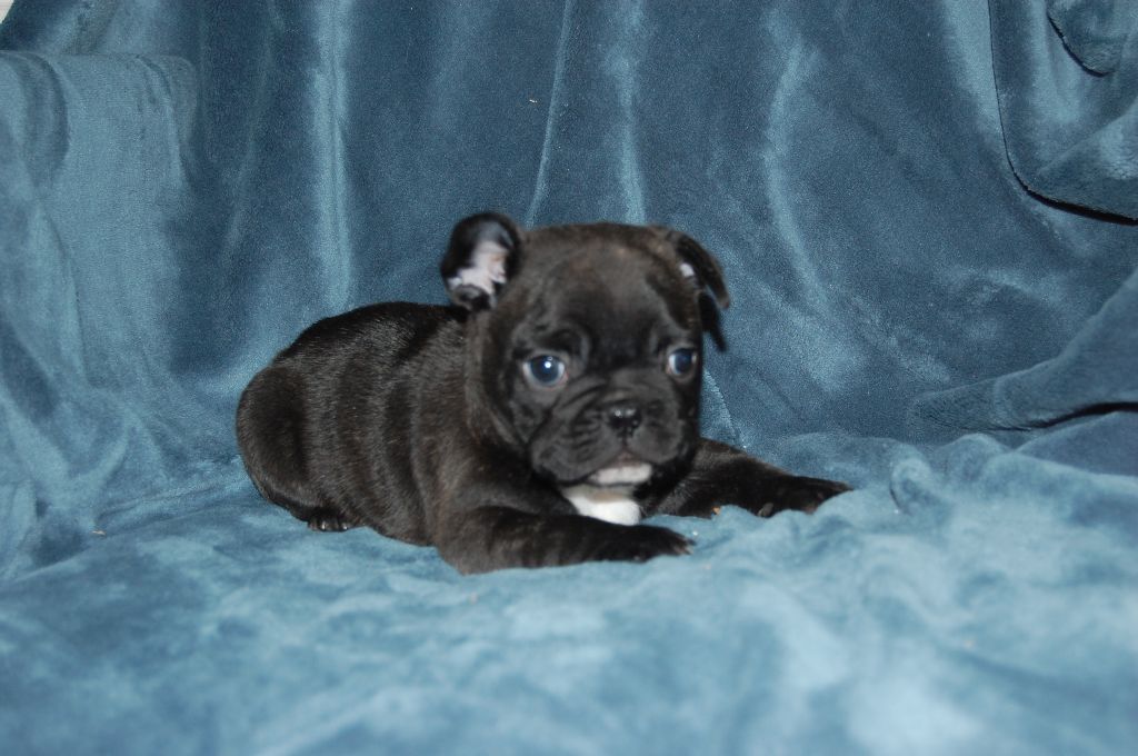 Nardéchoix premier Bcbg Belle Carrure Belle Gueule