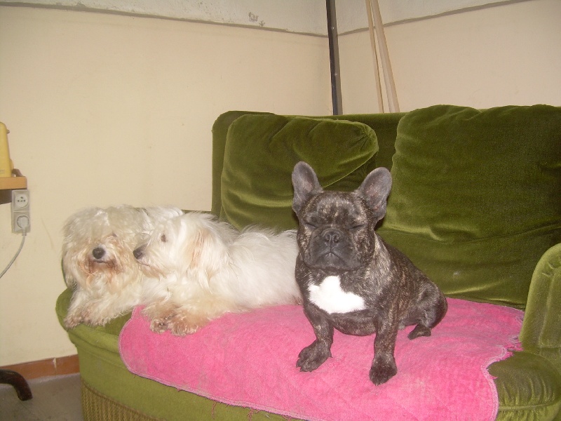 Chromozome d'upercut Bcbg Belle Carrure Belle Gueule