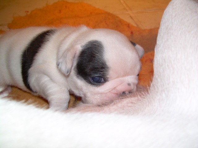 Cuddly intelligent amazing dite c.i.a. Bcbg Belle Carrure Belle Gueule