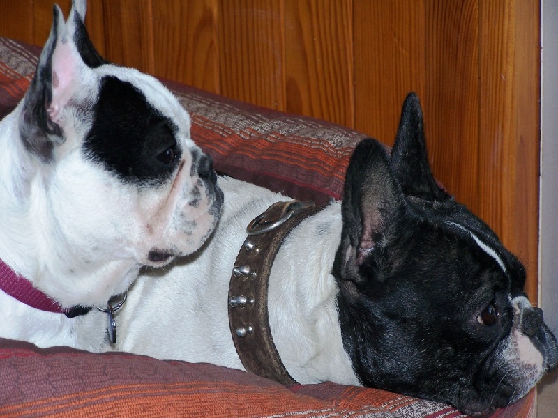 Cuddly intelligent amazing dite c.i.a. Bcbg Belle Carrure Belle Gueule