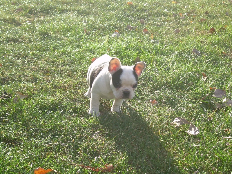 Cuddly intelligent amazing dite c.i.a. Bcbg Belle Carrure Belle Gueule