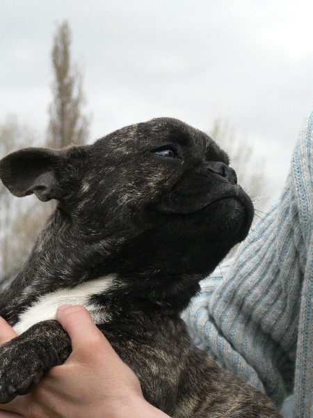 Chromozome d'upercut Bcbg Belle Carrure Belle Gueule