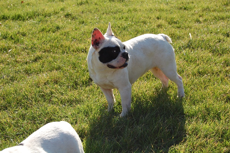 Publication : Bcbg Belle Carrure Belle Gueule Auteur : E. Allemand