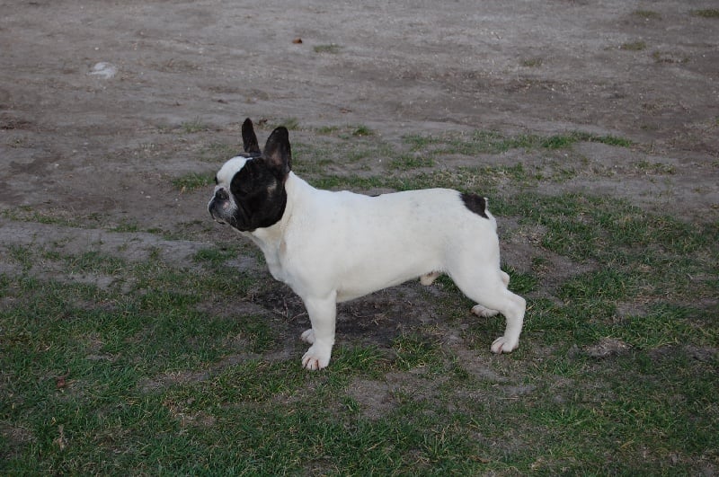 Ckiproko Bcbg Belle Carrure Belle Gueule