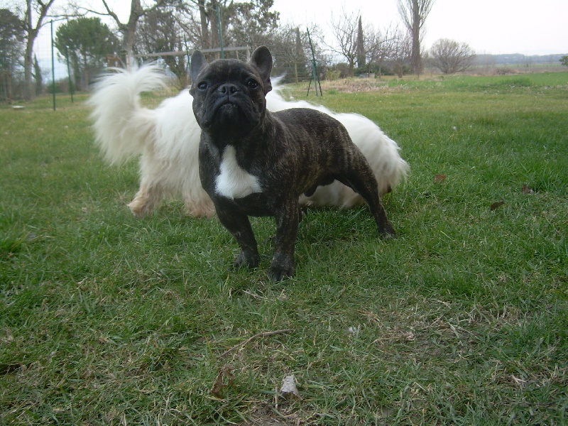 Chromozome d'upercut Bcbg Belle Carrure Belle Gueule