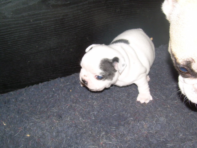 Cuddly intelligent amazing dite c.i.a. Bcbg Belle Carrure Belle Gueule