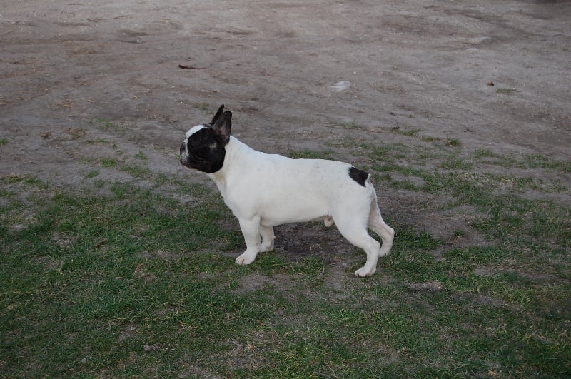 Ckiproko Bcbg Belle Carrure Belle Gueule