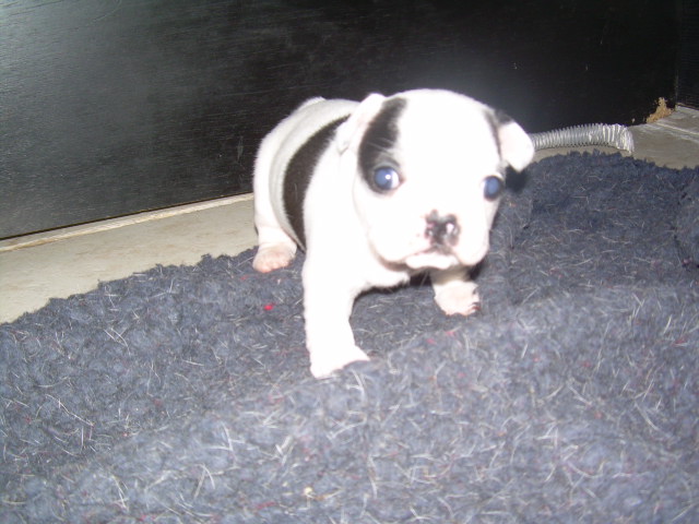 Cuddly intelligent amazing dite c.i.a. Bcbg Belle Carrure Belle Gueule