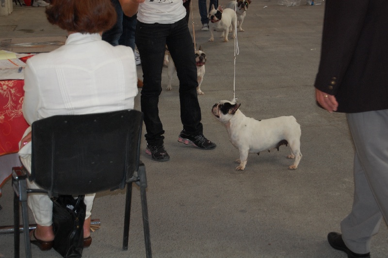 Cuddly intelligent amazing dite c.i.a. Bcbg Belle Carrure Belle Gueule