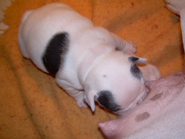 Cuddly intelligent amazing dite c.i.a. Bcbg Belle Carrure Belle Gueule