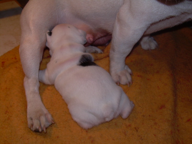 Cuddly intelligent amazing dite c.i.a. Bcbg Belle Carrure Belle Gueule