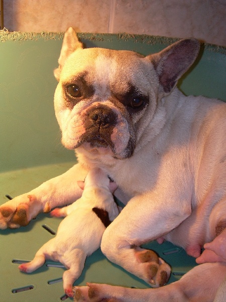 Cuddly intelligent amazing dite c.i.a. Bcbg Belle Carrure Belle Gueule