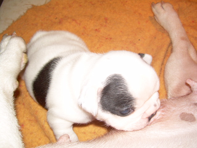 Cuddly intelligent amazing dite c.i.a. Bcbg Belle Carrure Belle Gueule