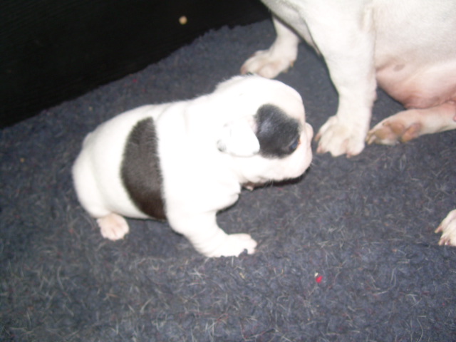 Cuddly intelligent amazing dite c.i.a. Bcbg Belle Carrure Belle Gueule