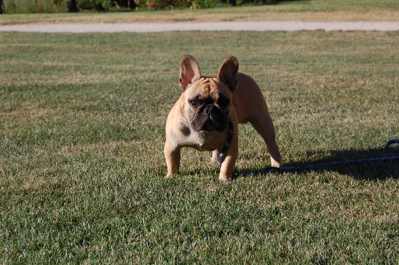 Honda fireblade Bcbg Belle Carrure Belle Gueule