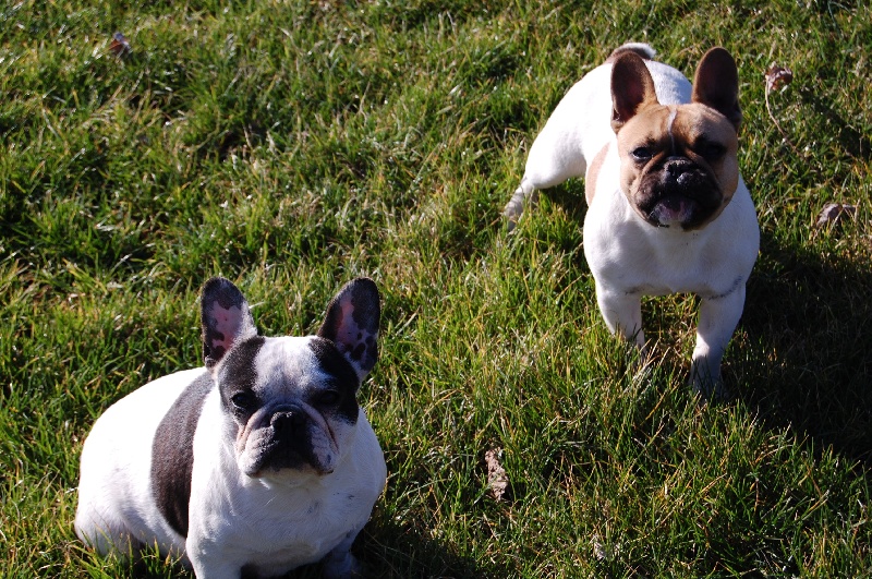 Cuddly intelligent amazing dite c.i.a. Bcbg Belle Carrure Belle Gueule