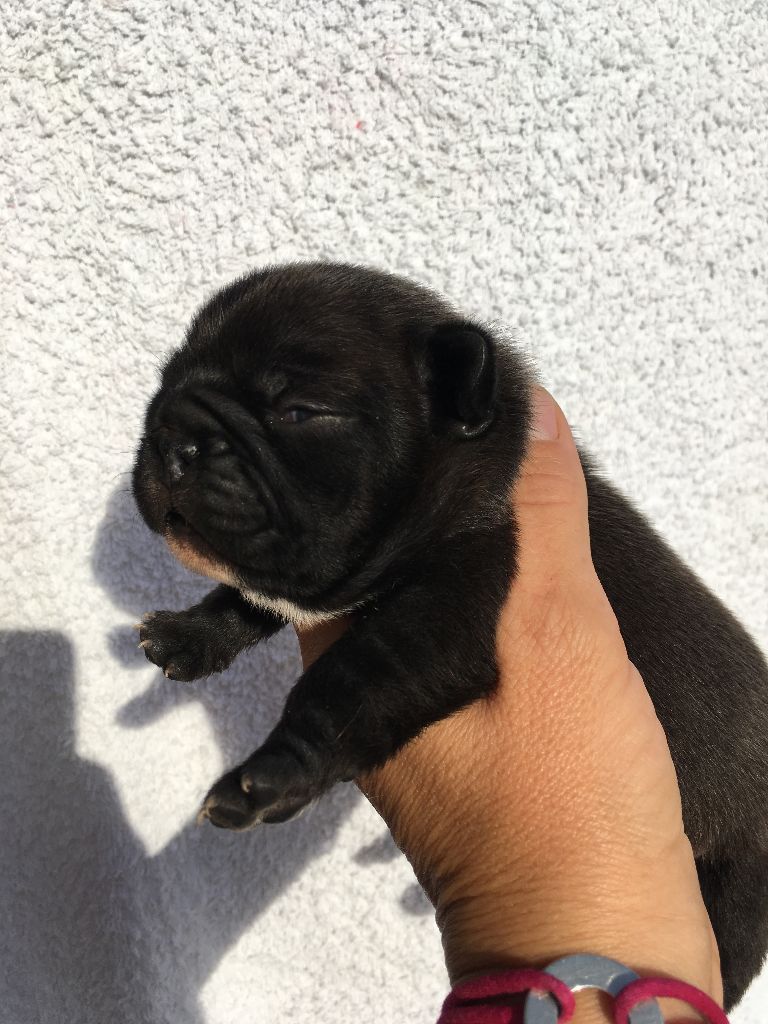 Nardéchoix premier Bcbg Belle Carrure Belle Gueule